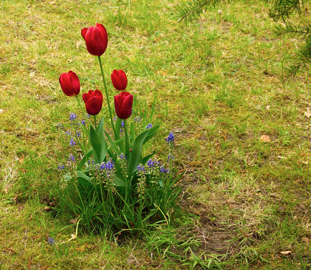 tulip tulips spring free photo