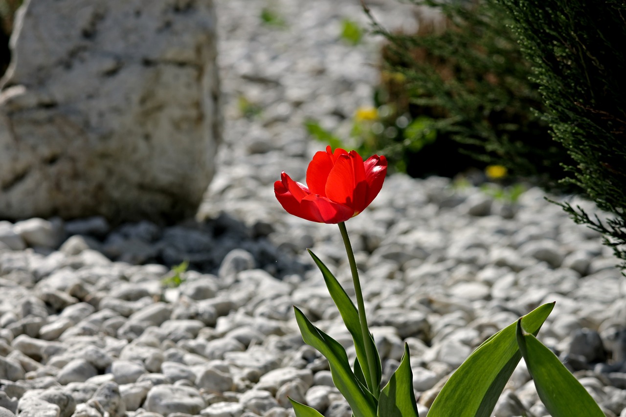 tulip  bloom  stone garden free photo