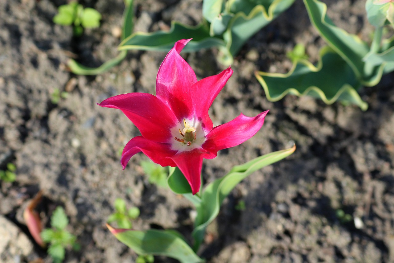 tulip  boost  spring free photo