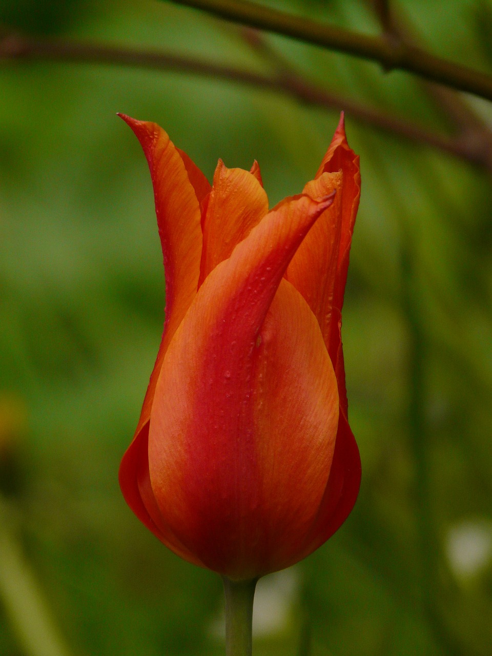 tulip plant garden free photo