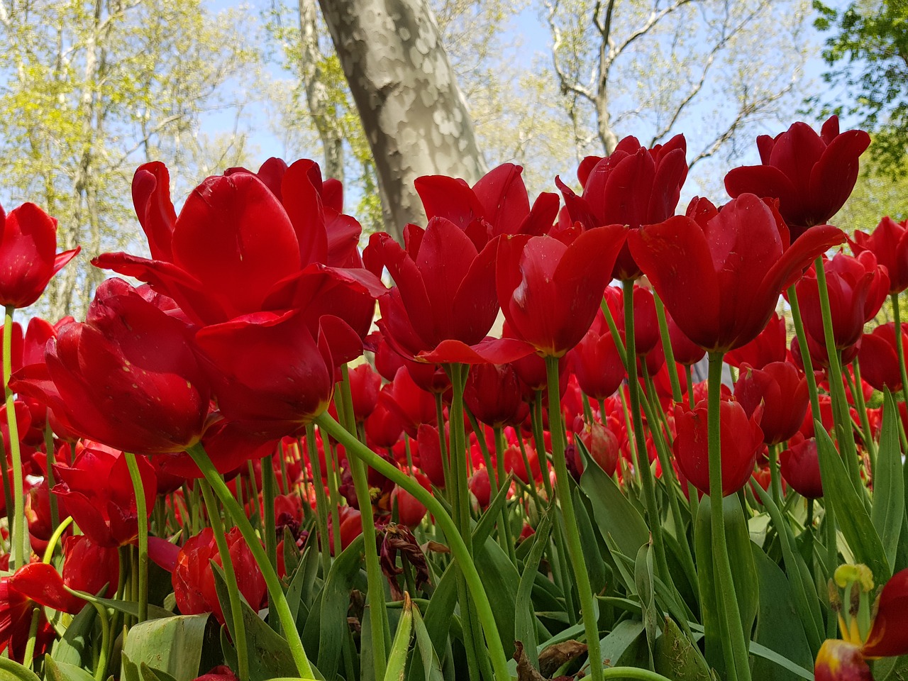 tulip  flower  garden free photo