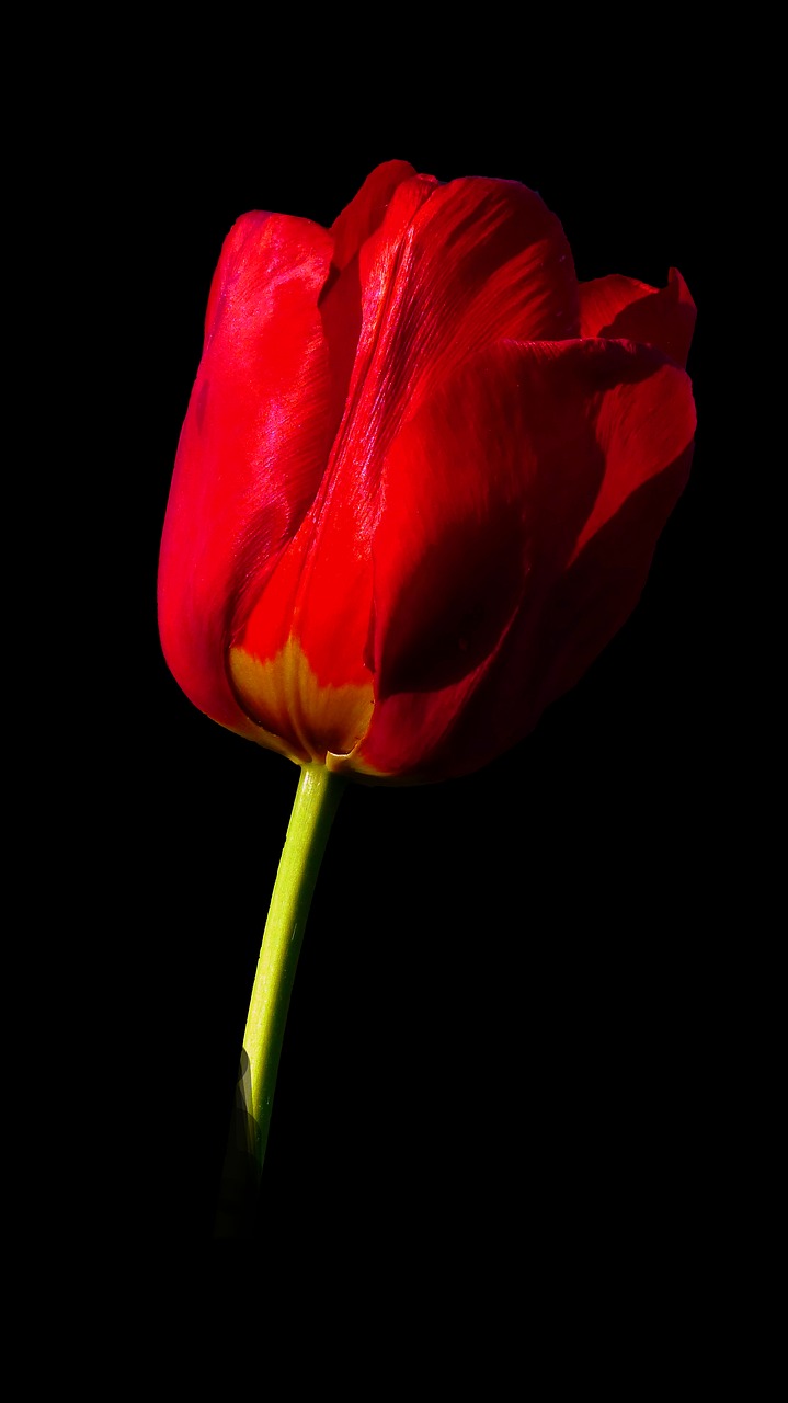 tulip  flower  nature free photo