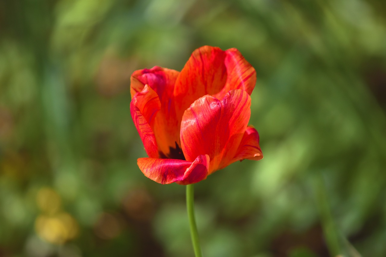 tulip  flower  plant free photo