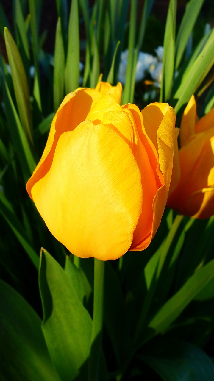 tulip  nature  flower free photo