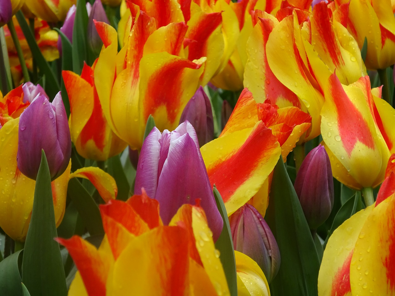tulip  easter  flower free photo