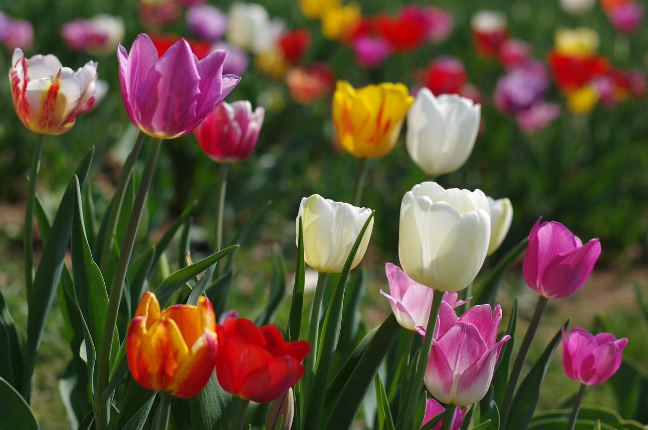 tulip  nature  plant free photo