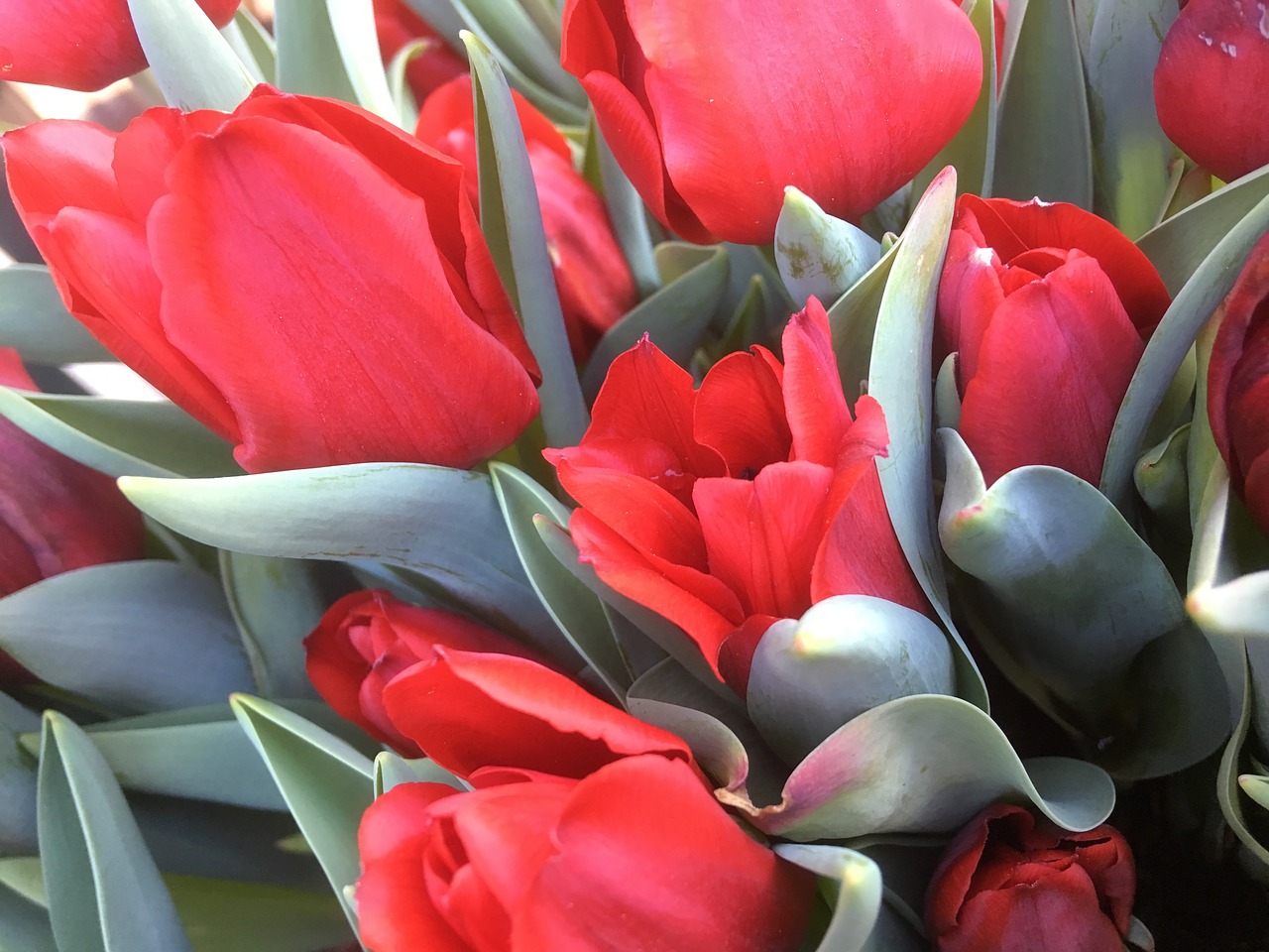 tulip  flower arrangement  nature free photo