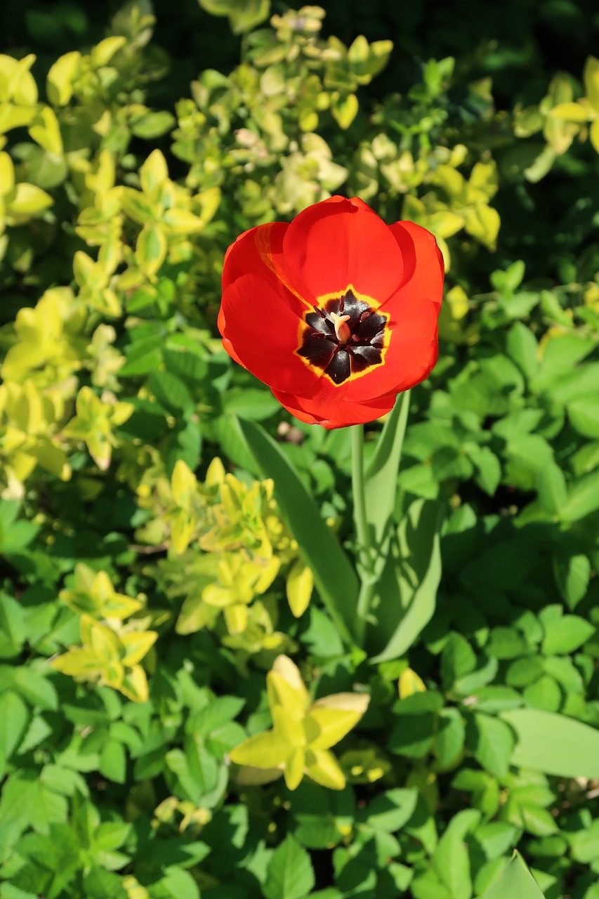 tulip  flower  plant free photo