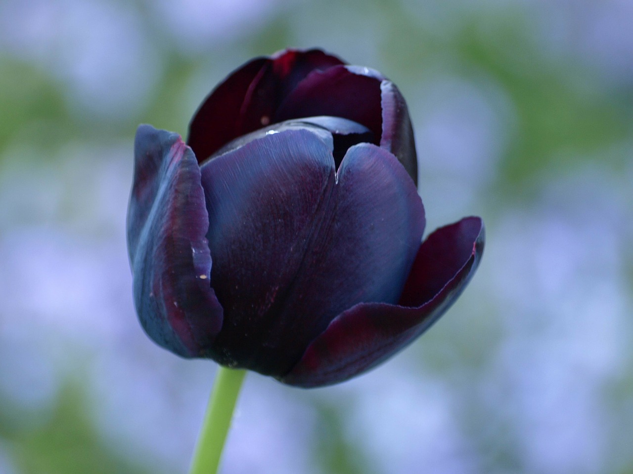 tulip black lily free photo