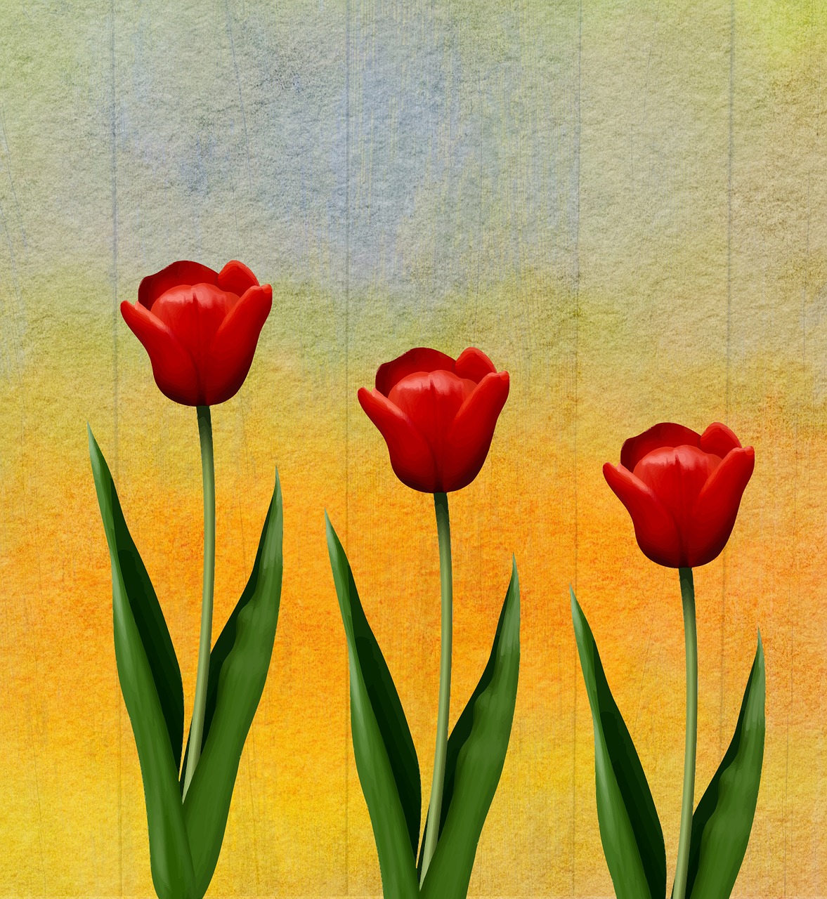 tulip  flower  plant free photo