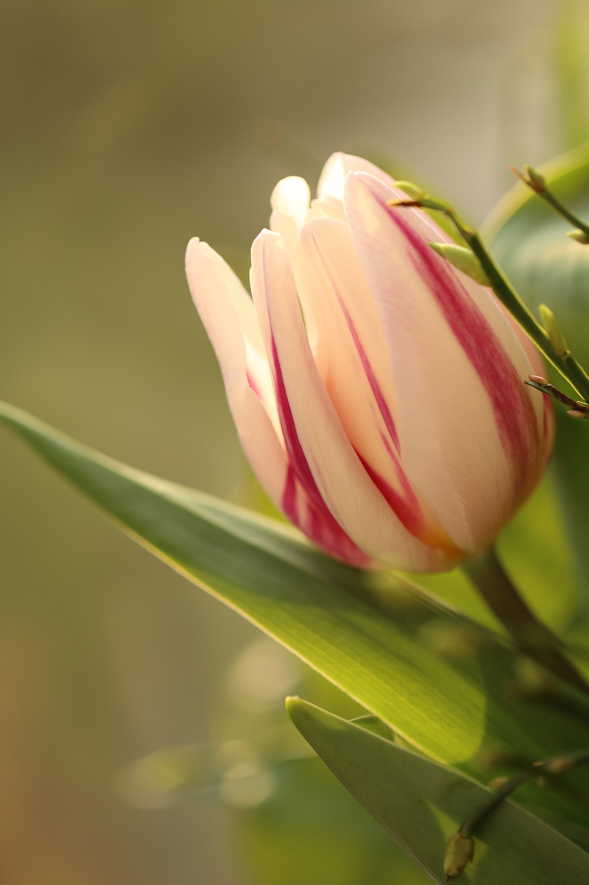 tulip  striped  the blurred free photo