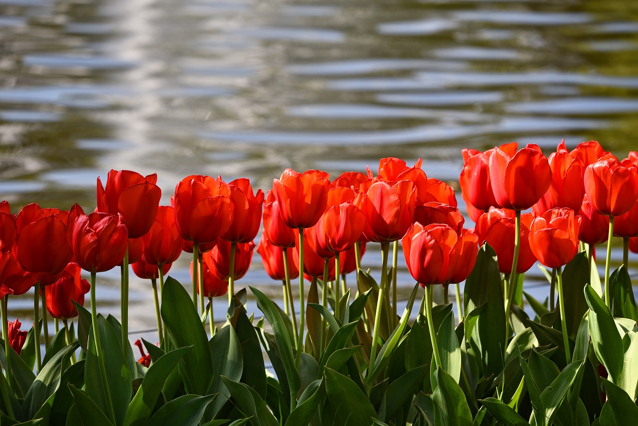 Tulip, red tulip, flower, plant, bulbous - free image from needpix.com