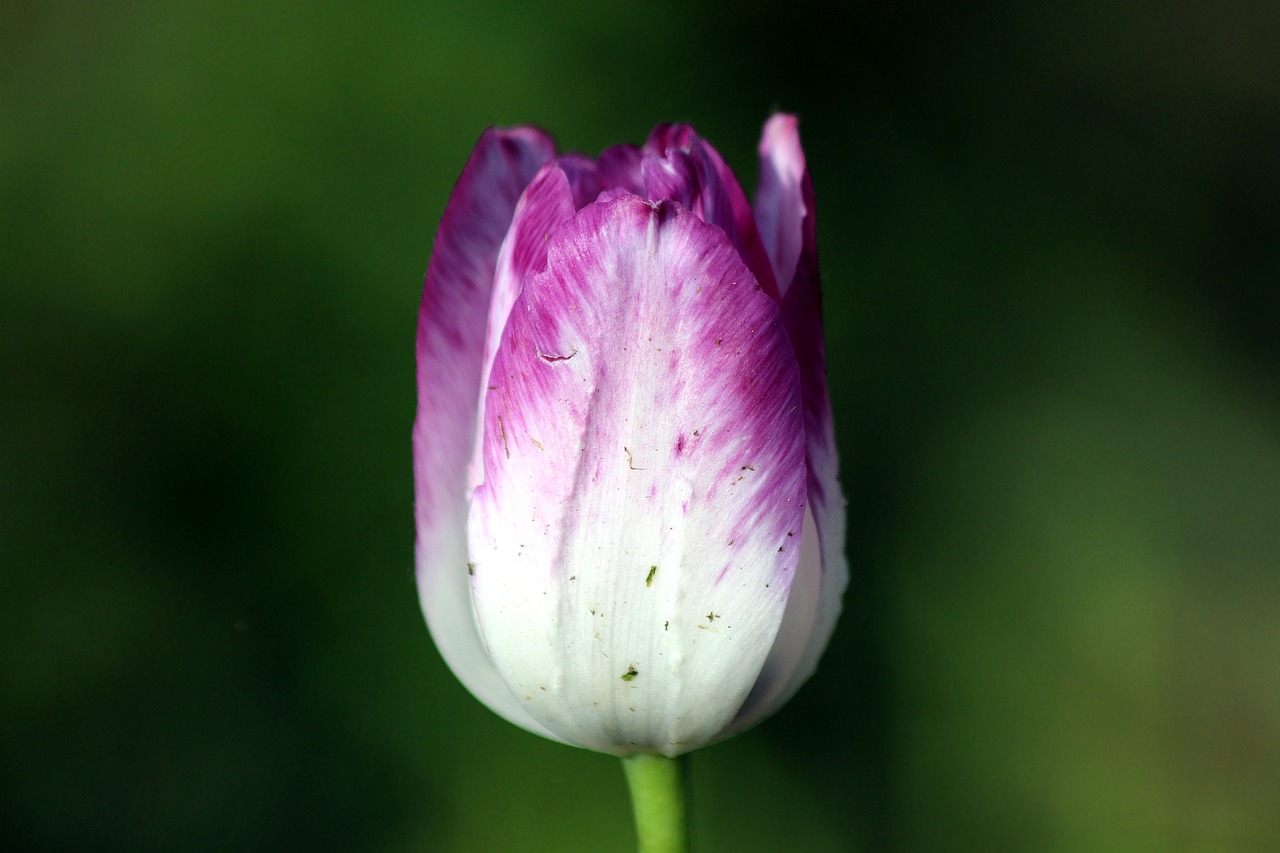 tulip  flower  nature free photo