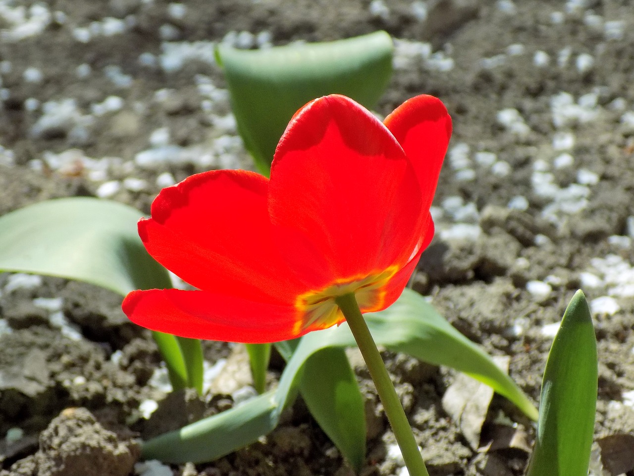 tulip  nature  flower free photo