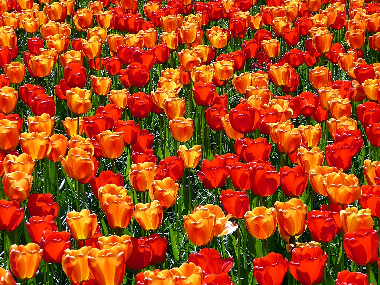 tulip  red  orange free photo