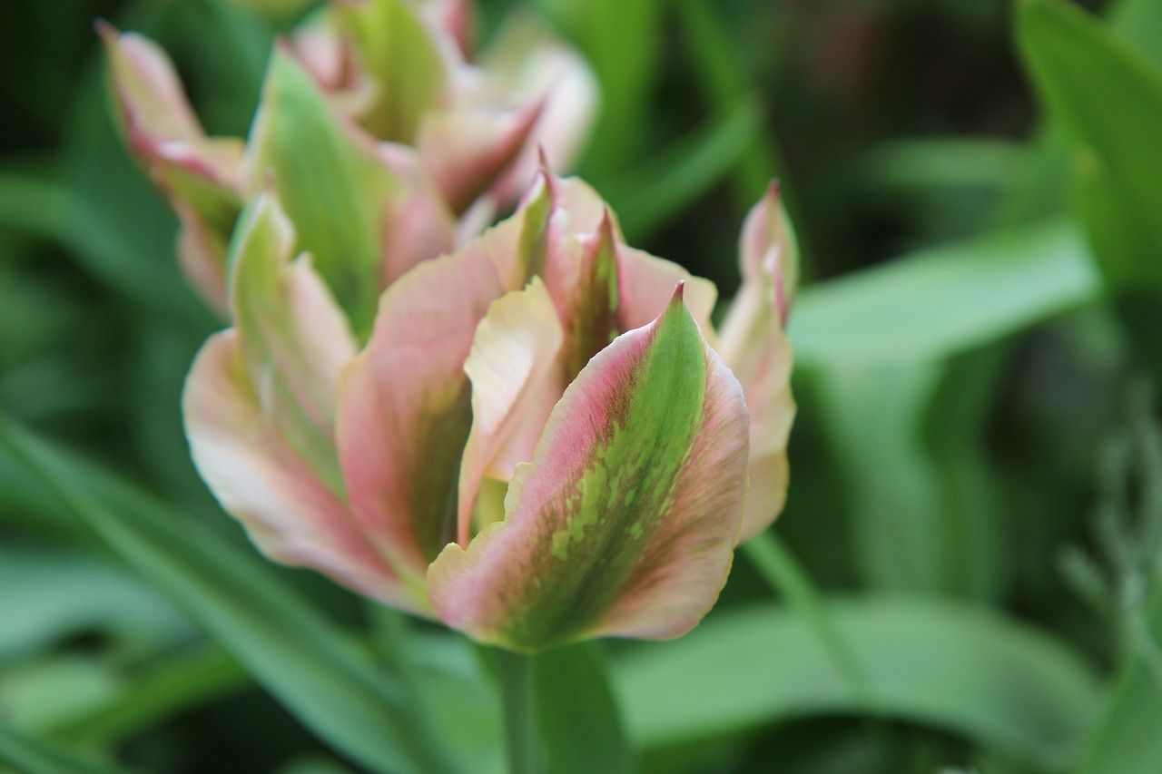 tulip  tulip green  tulip spring free photo