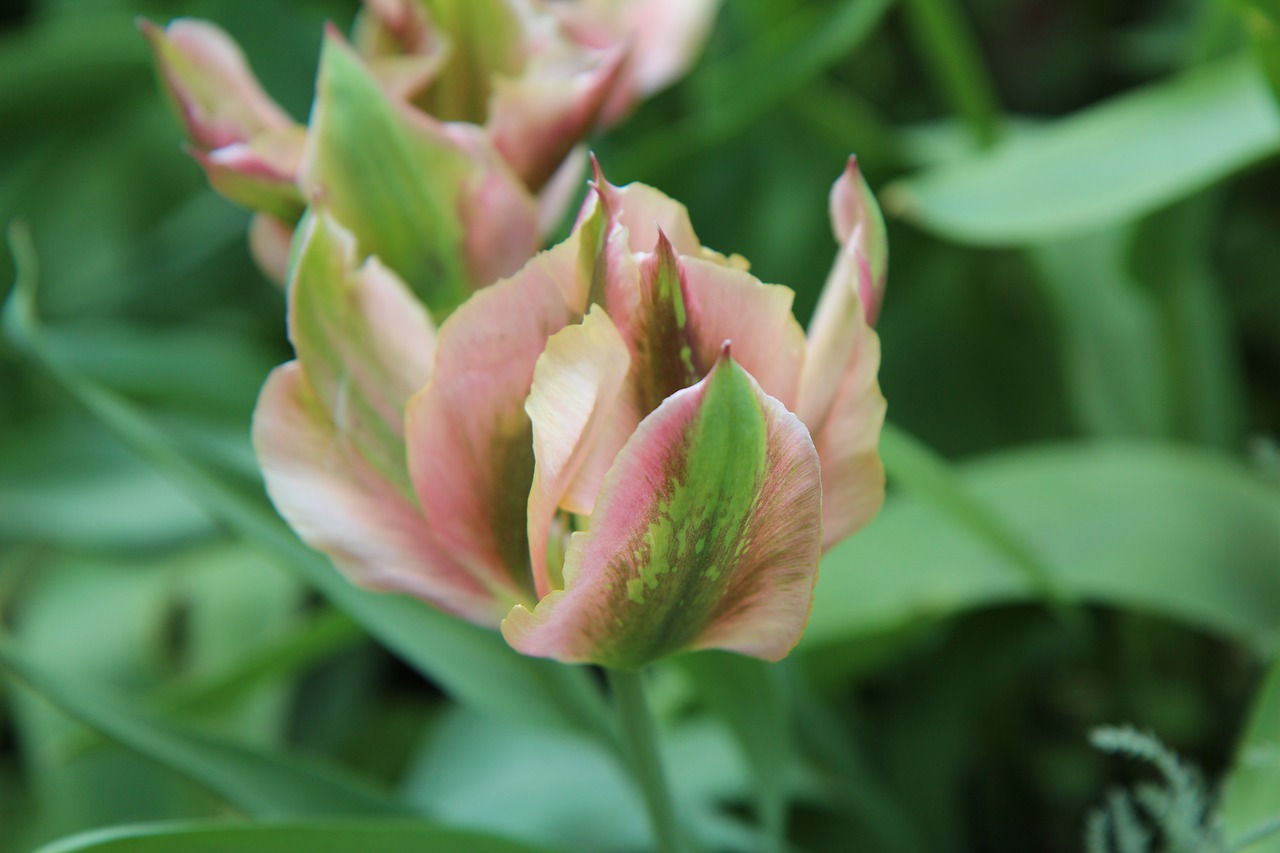 tulip  tulip green  petal green free photo