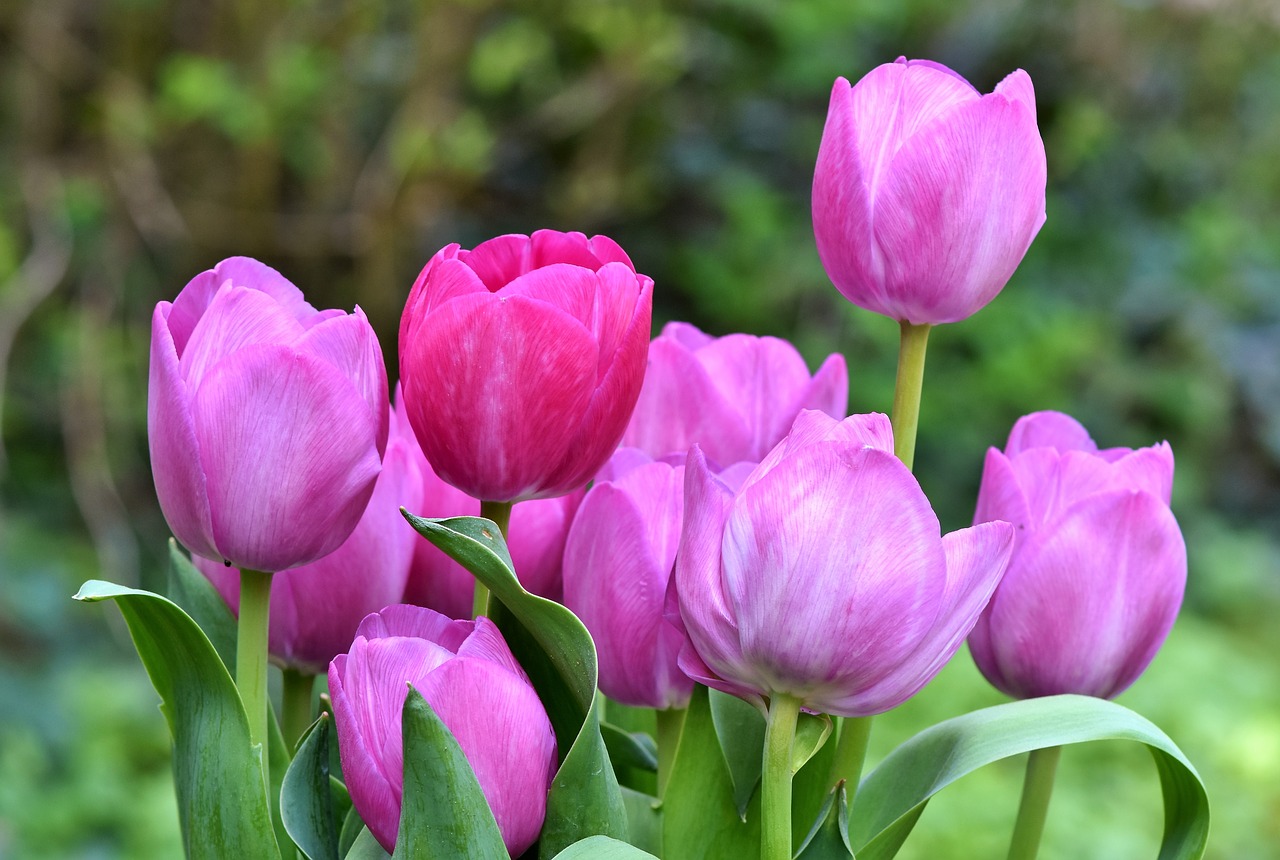 tulip  tulip bouquet  blossom free photo