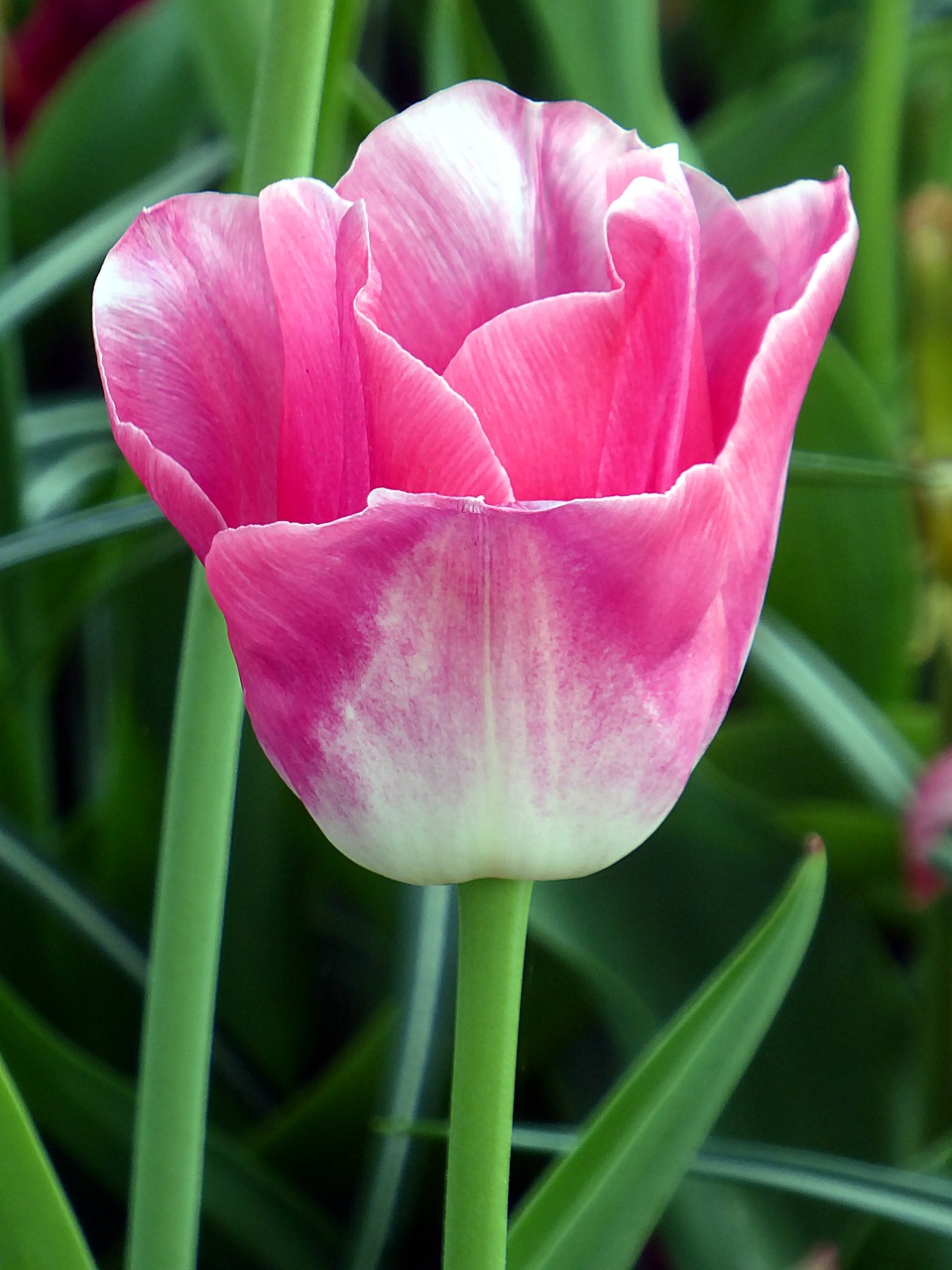 tulip  lily  pink free photo