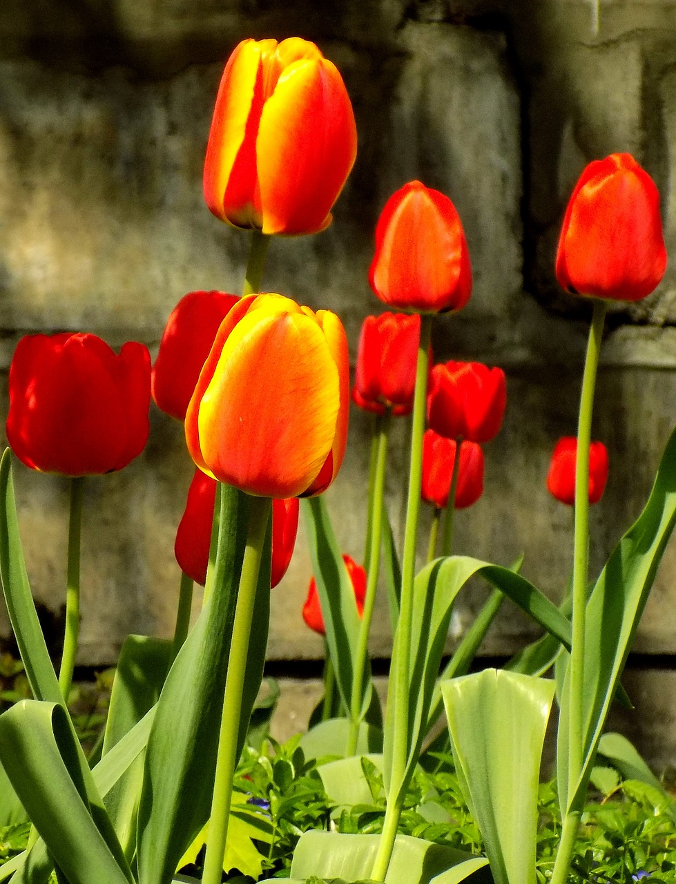 tulip  nature  flower free photo