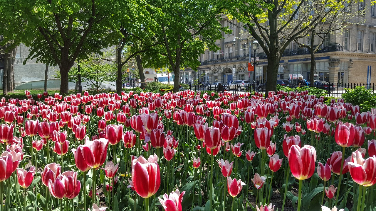 tulip  flower  nature free photo