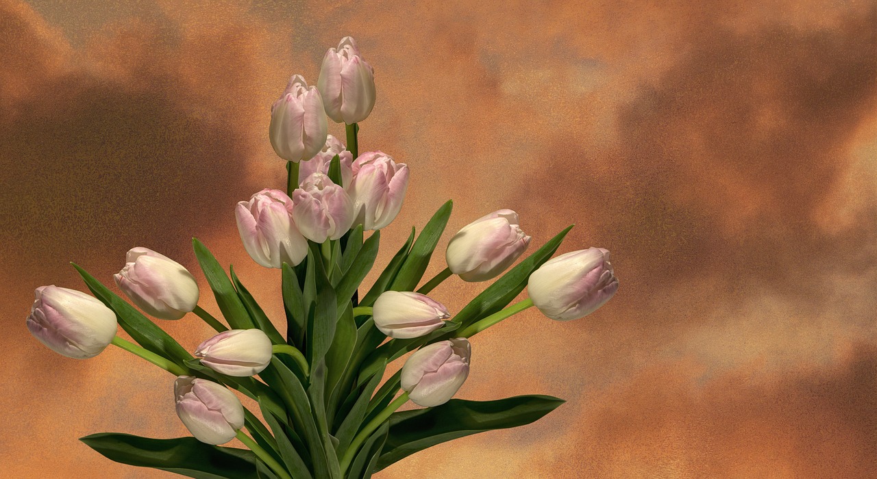 tulip  flower  nature free photo