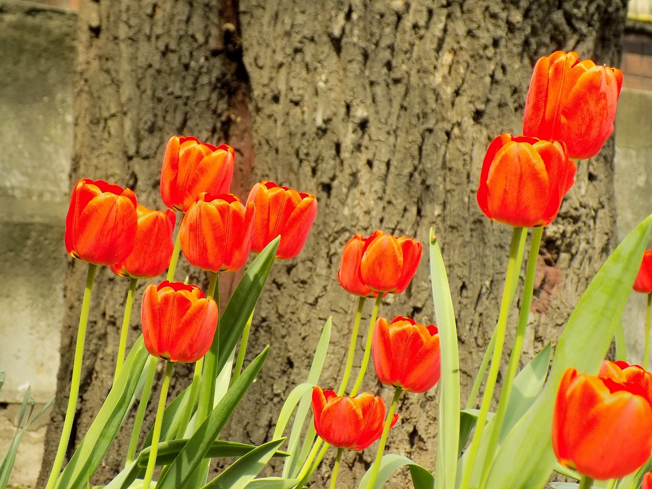 tulip  flower  plant free photo