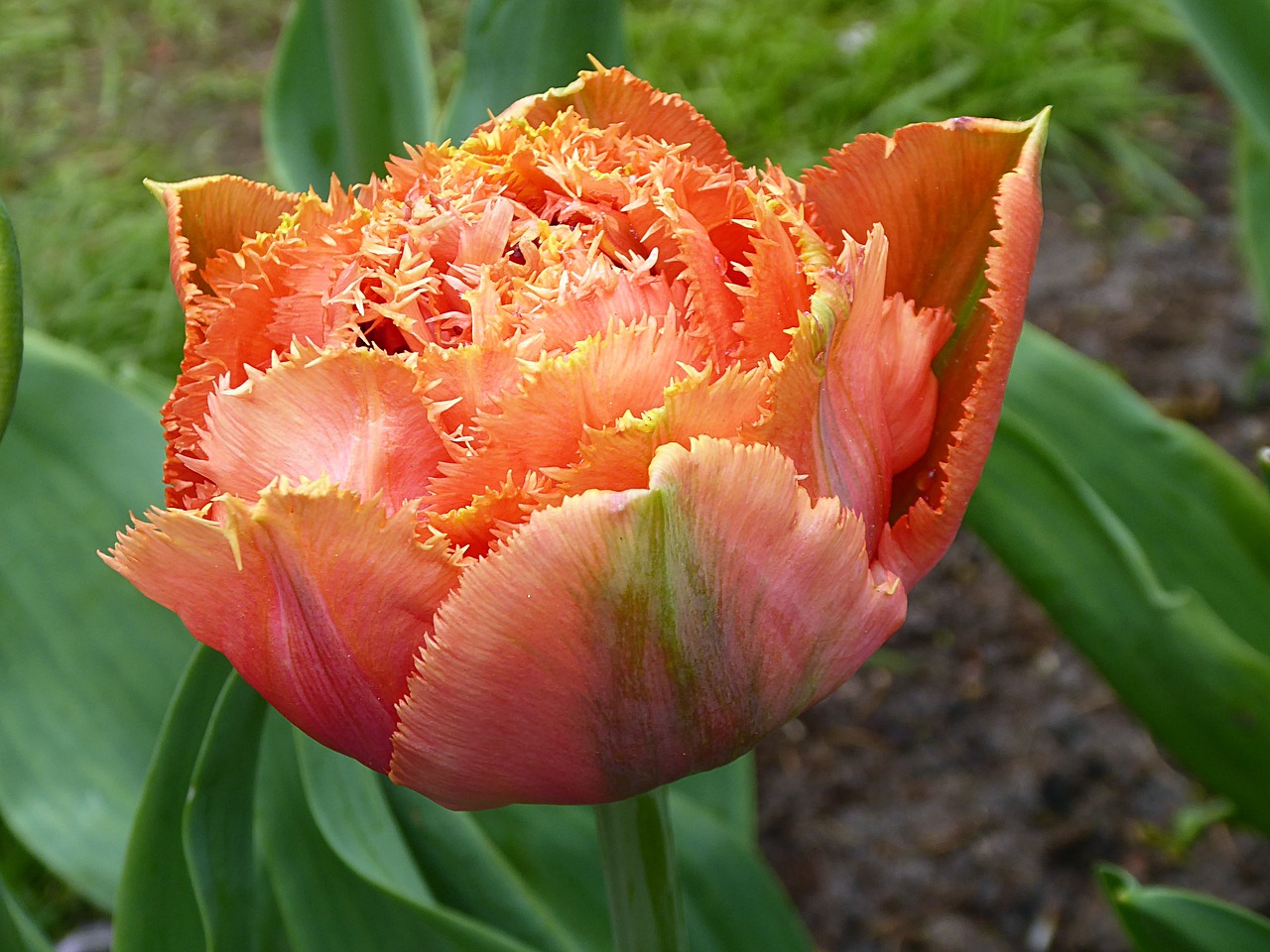 tulip  orange  lily free photo