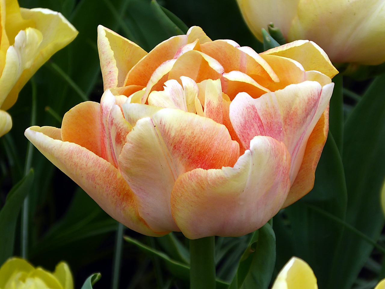 tulip  lily  orange free photo