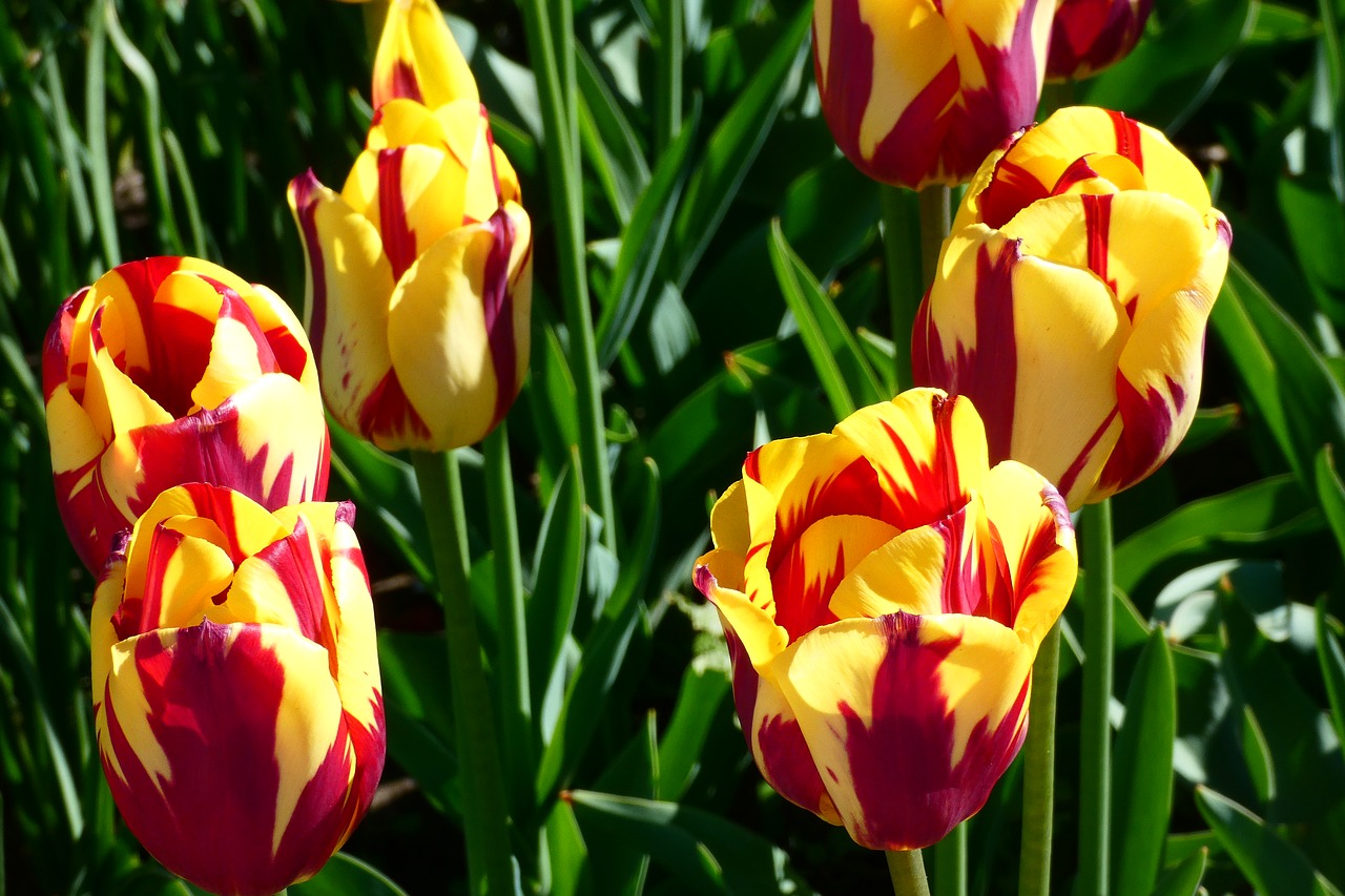 tulip  plant  garden free photo