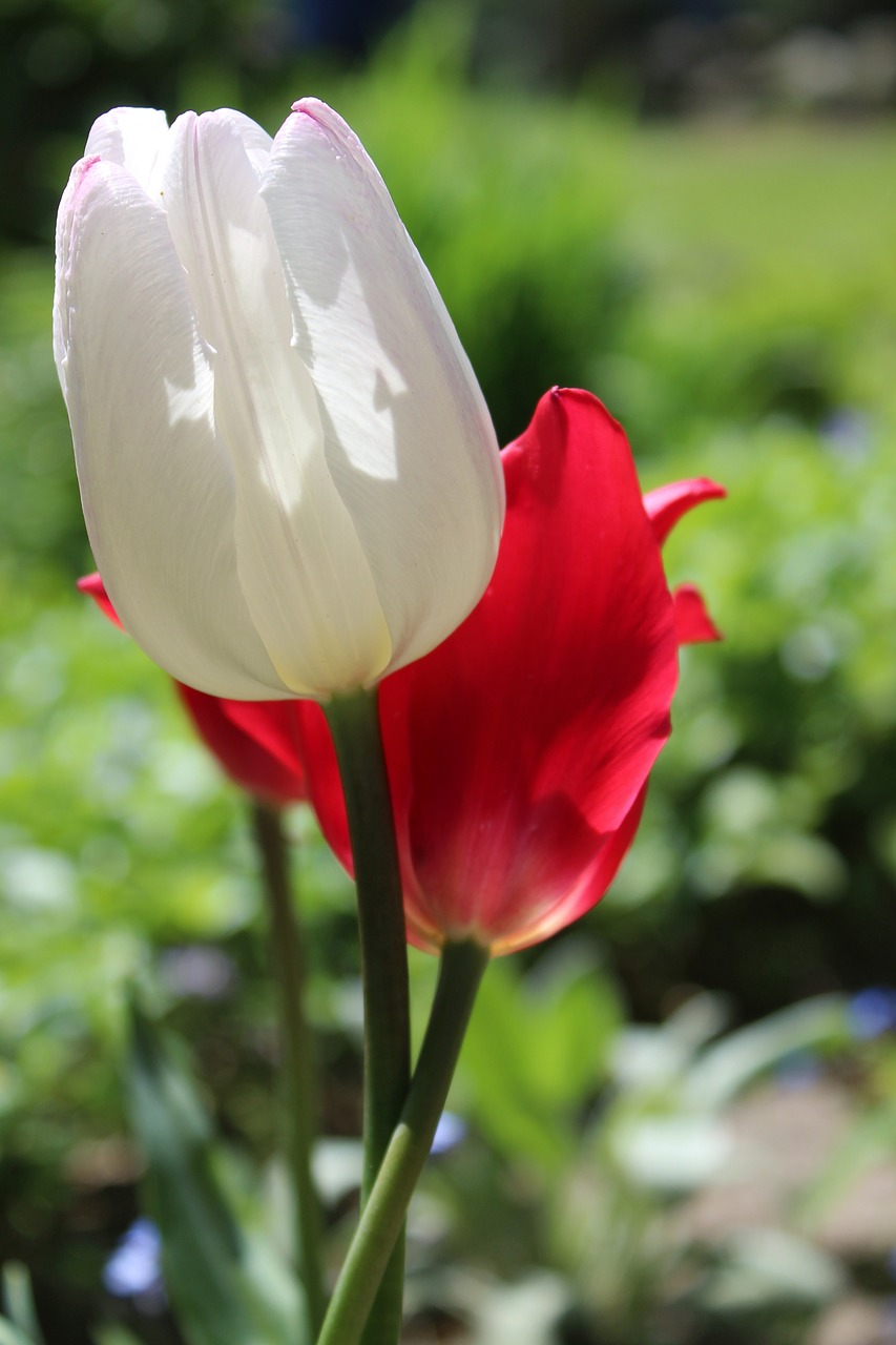 tulip  color  white free photo
