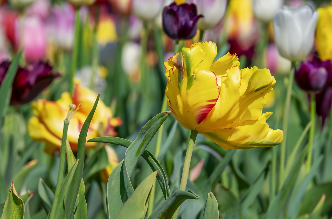 tulip  blossom  bloom free photo