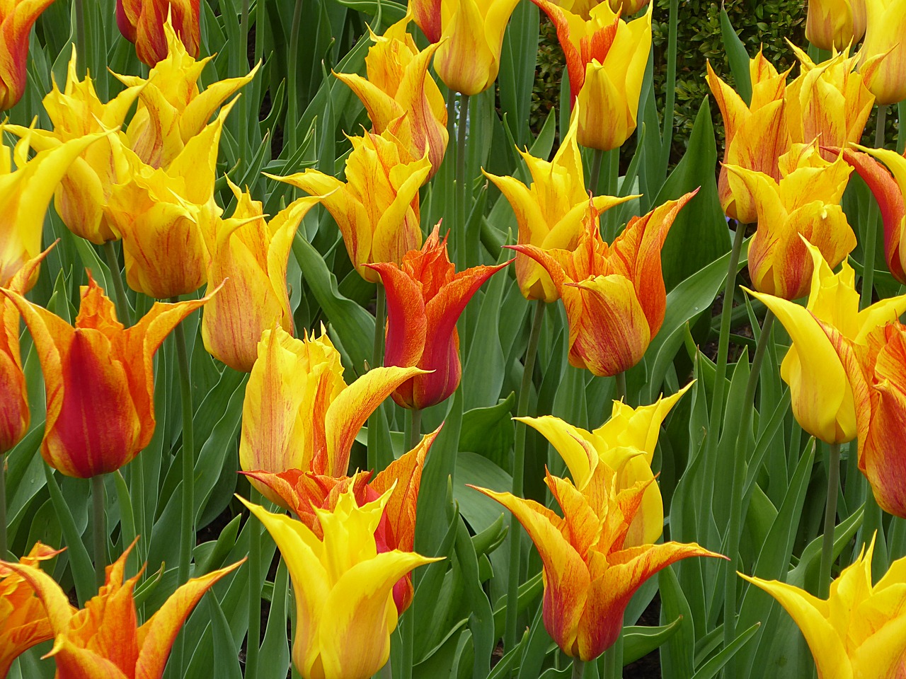 tulip  flower  yellow free photo