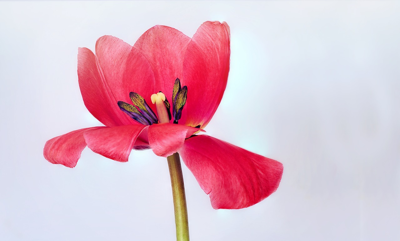 tulip  pink  spring free photo