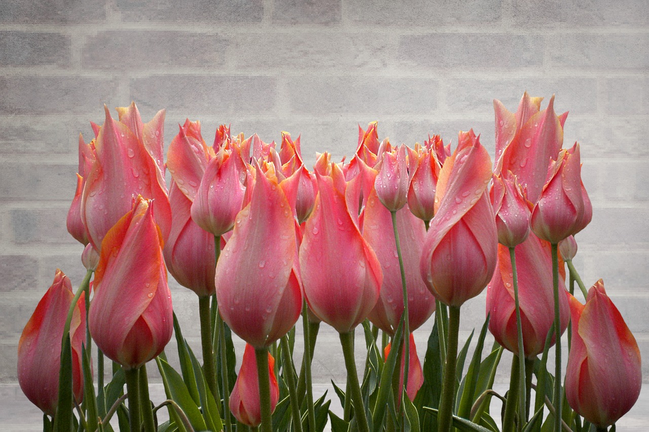 tulip  nature  flower free photo