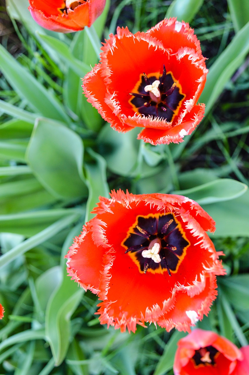 tulip  tulips  mack free photo