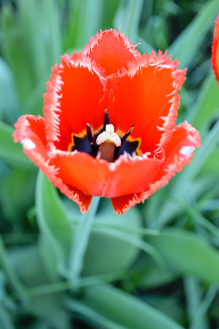 tulip  tulips  mack free photo