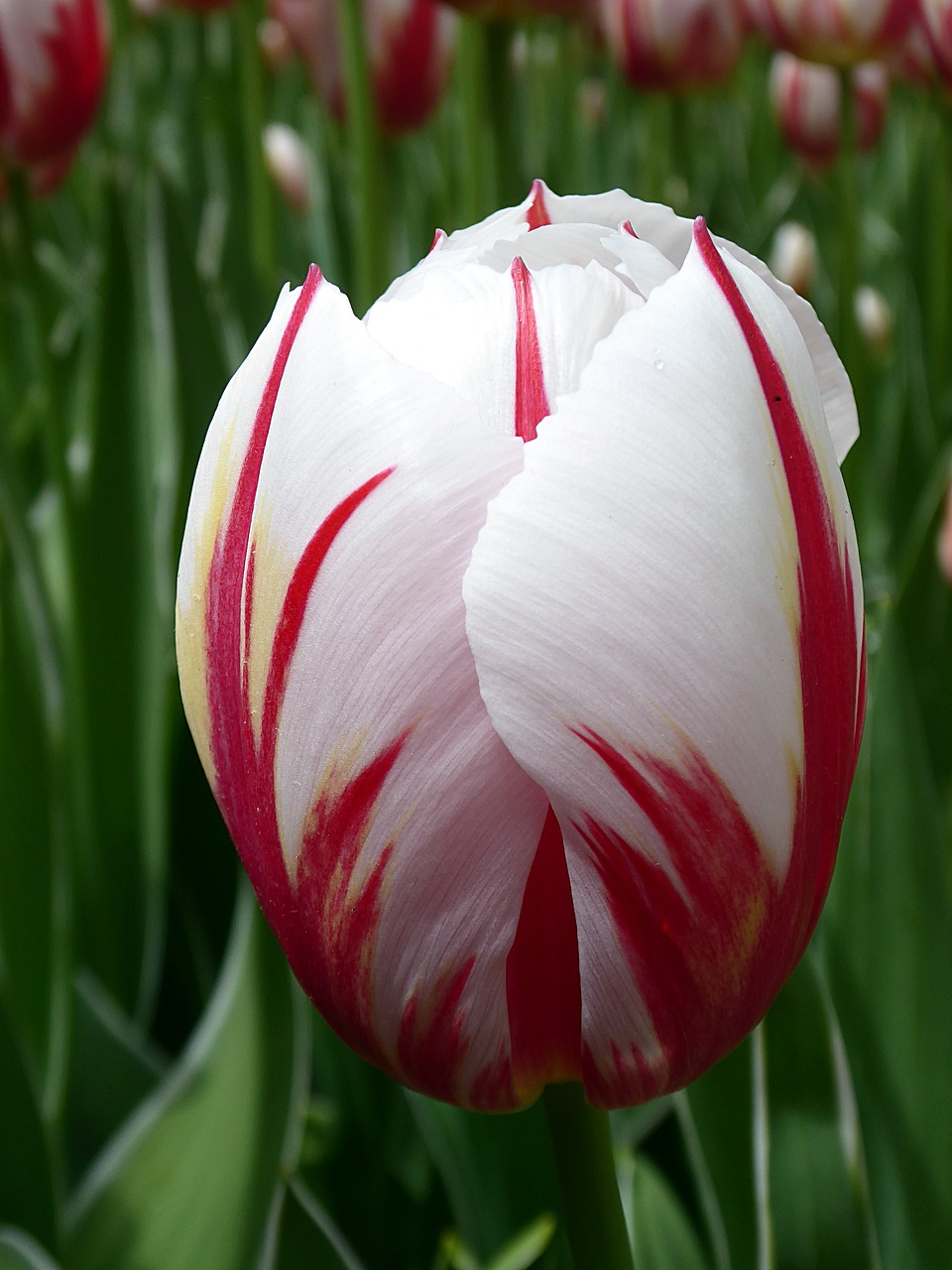 tulip  flower  red free photo