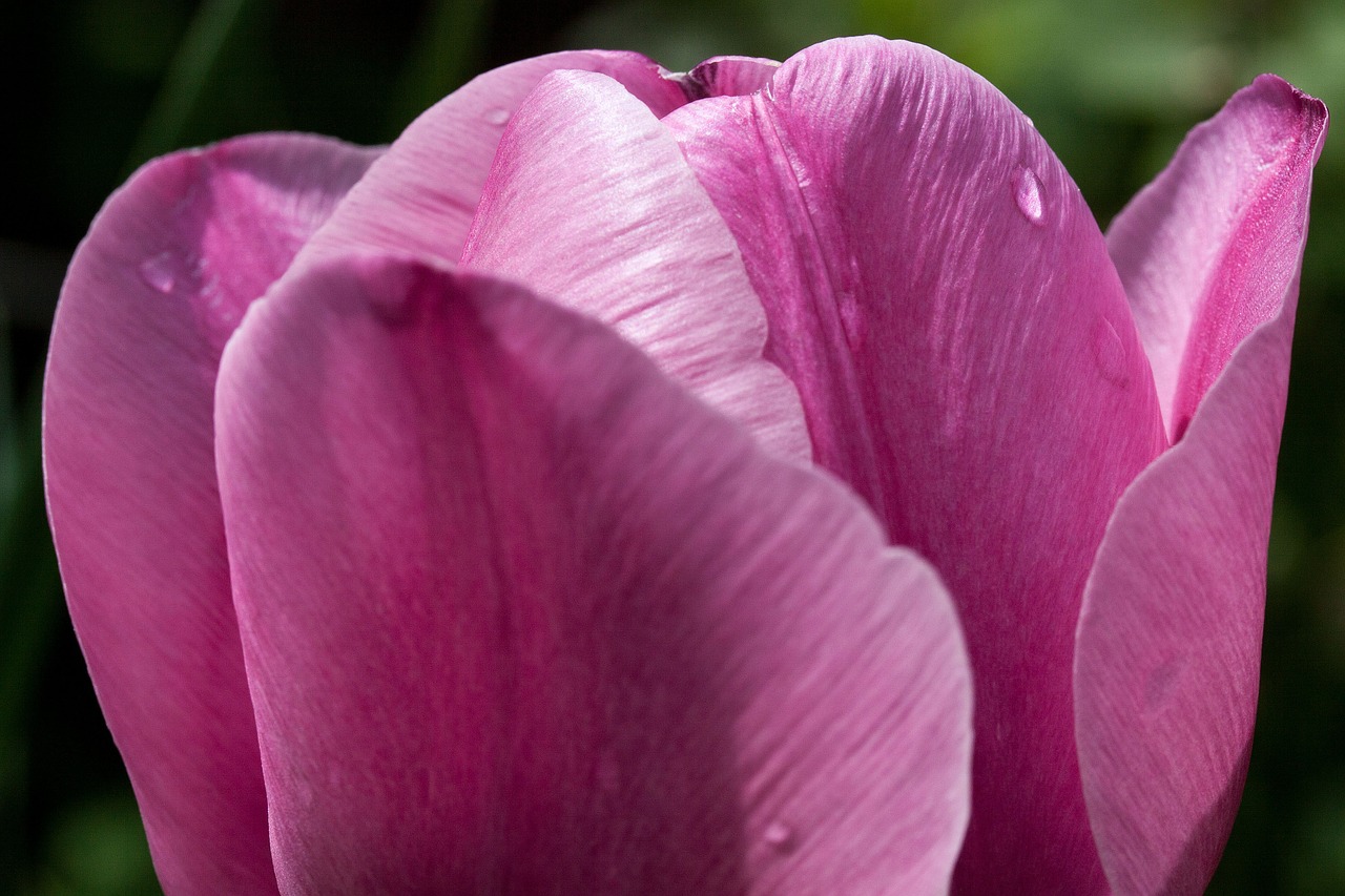 tulip lily spring free photo