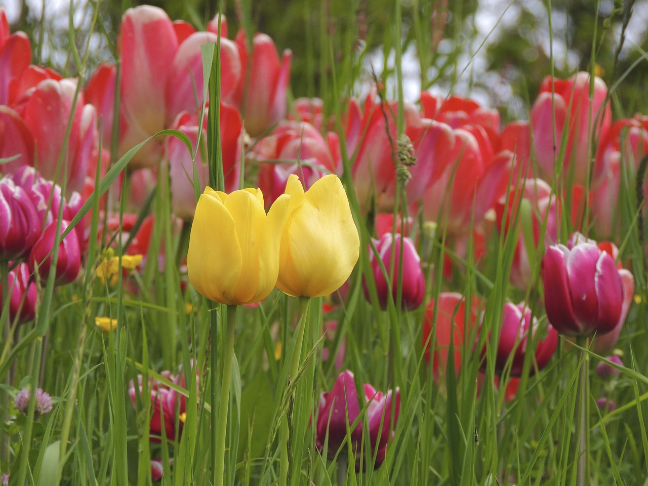 tulip together yellow free photo