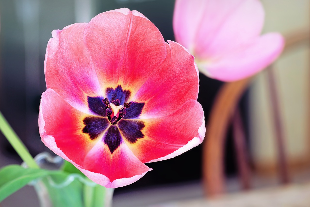 tulip  pink  purple center free photo