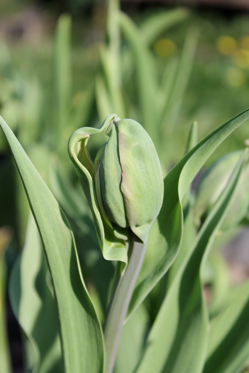 tulip  interesting flower  got to thinking free photo