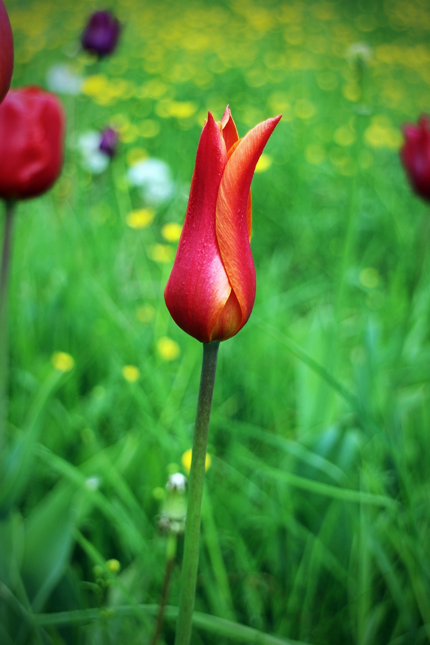 tulip spring flower free photo