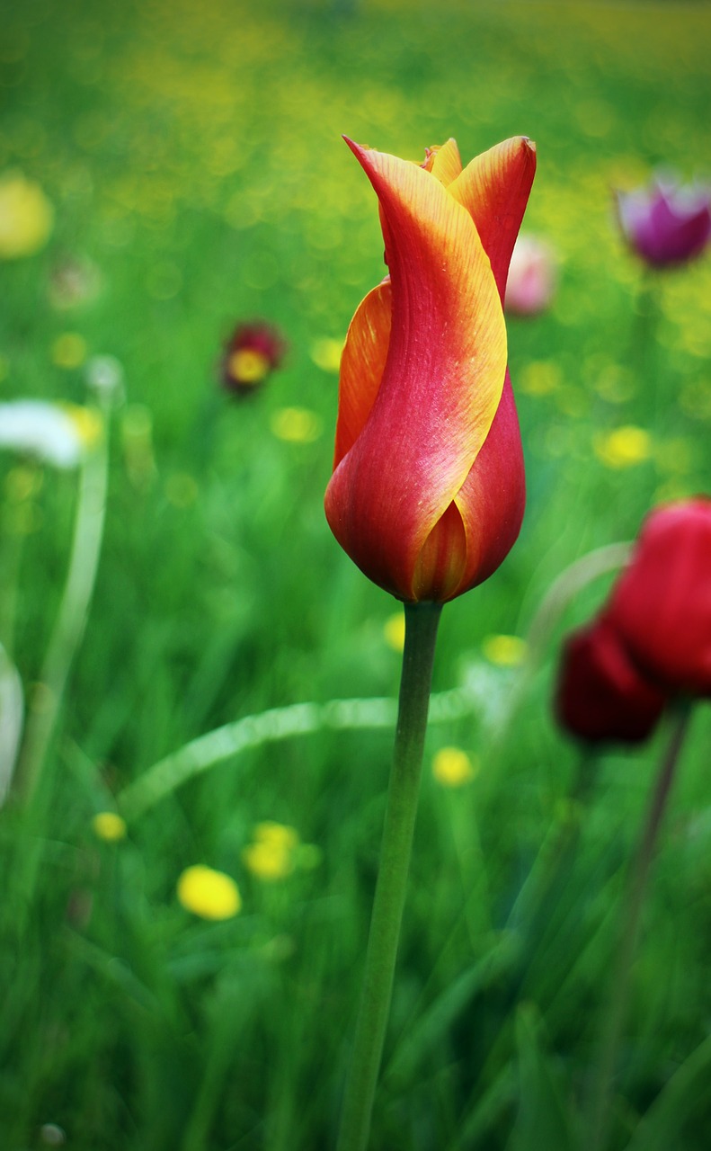 tulip spring flower free photo