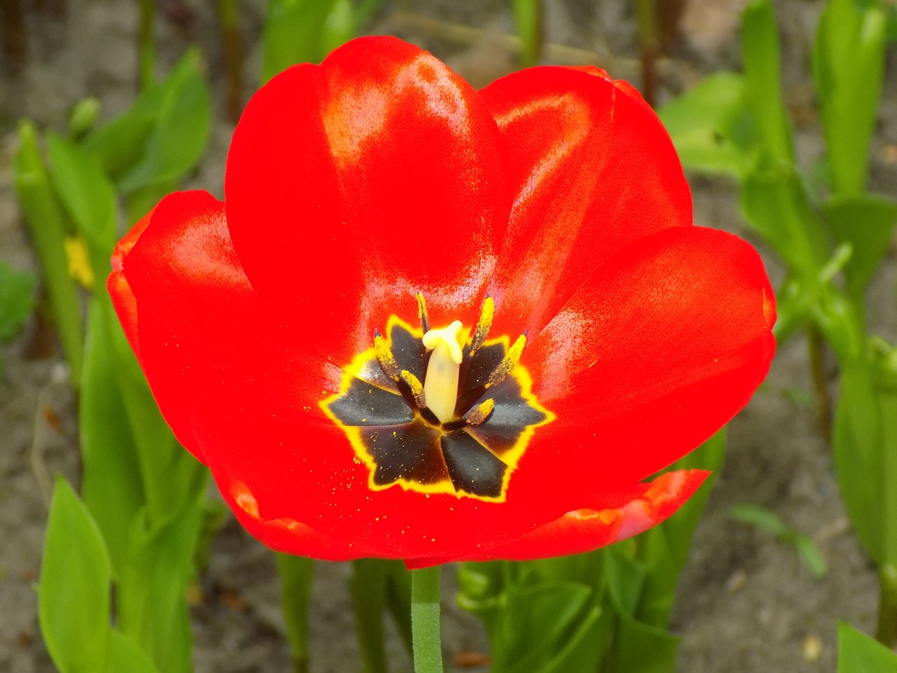 tulip  flower  beautiful free photo