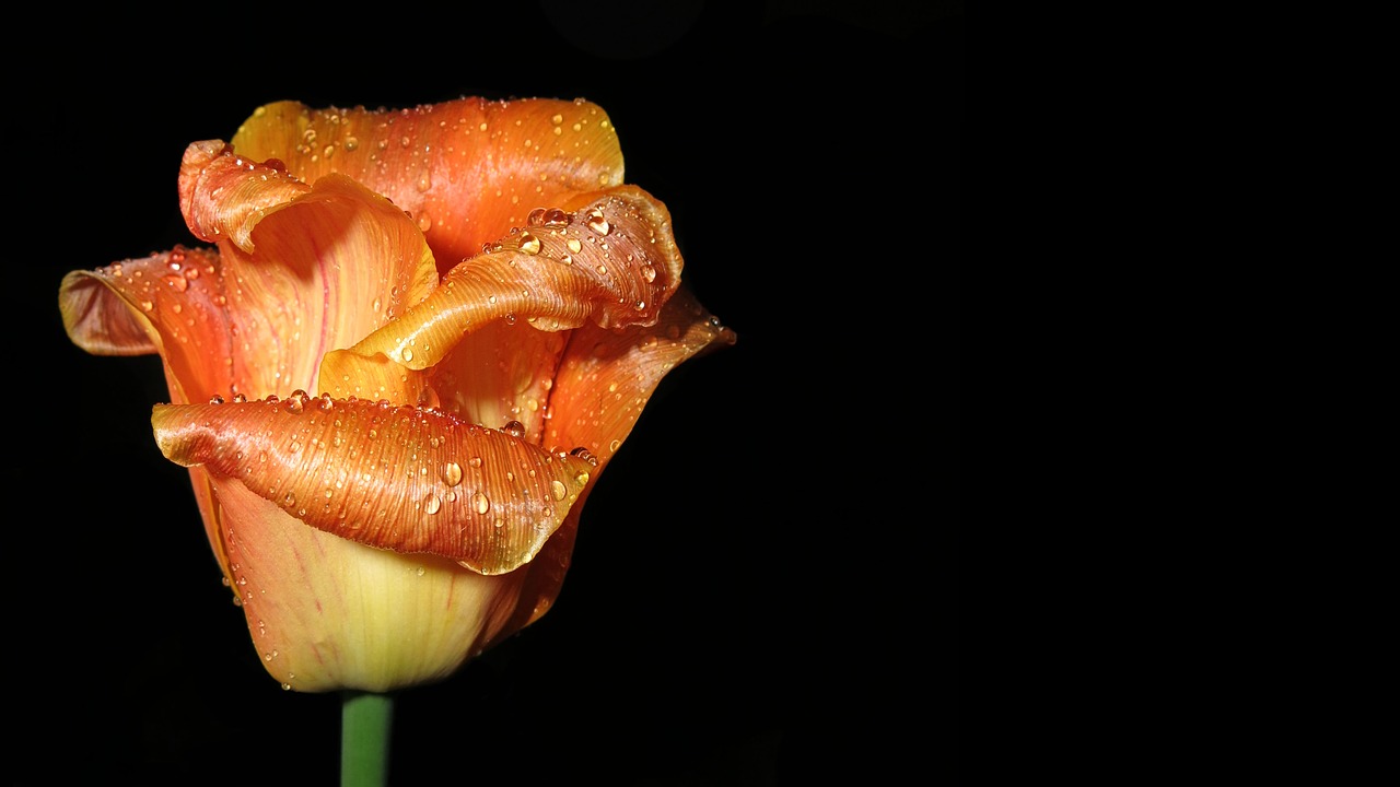 tulip  plant  nature free photo