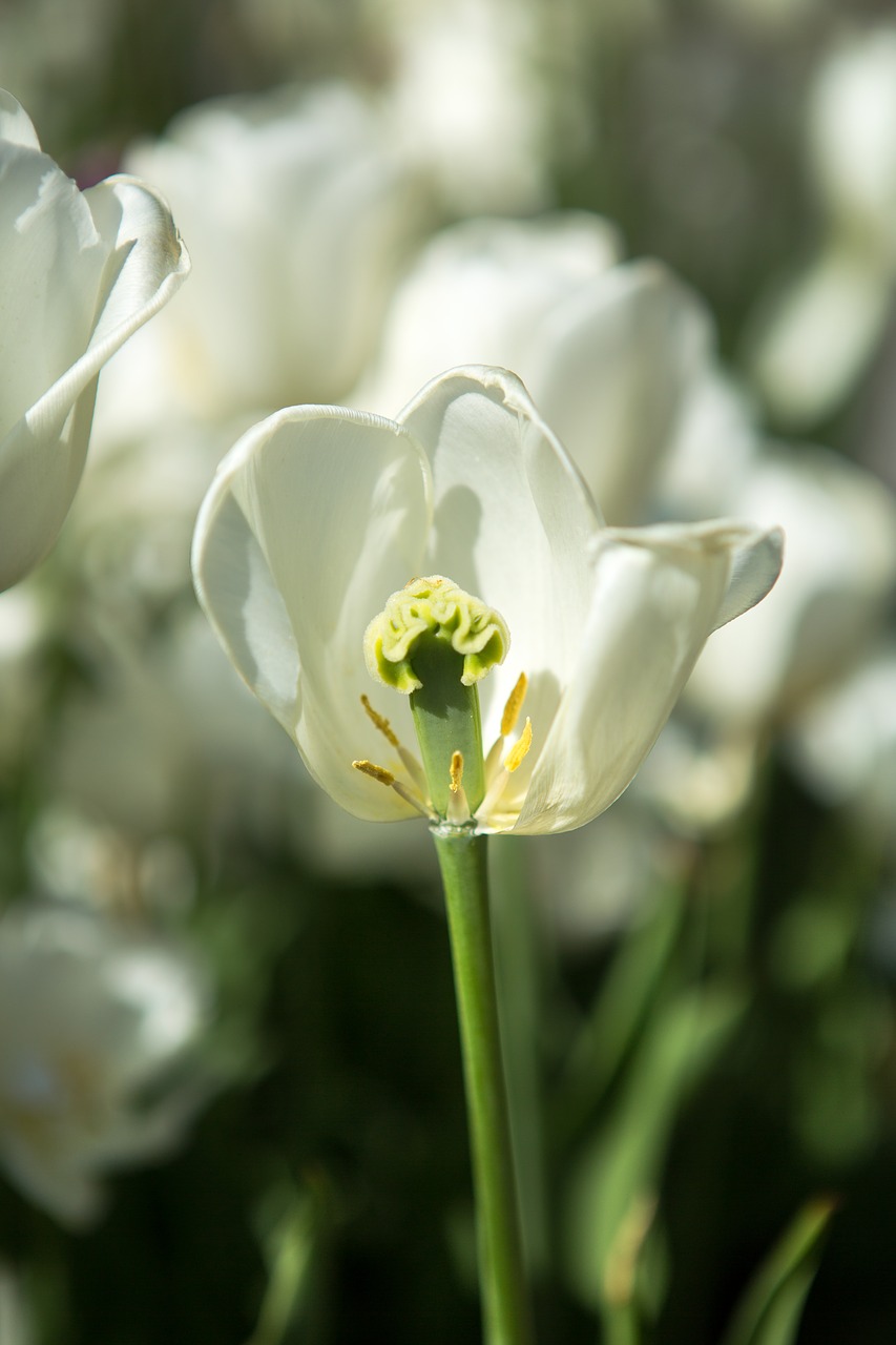tulip  white  park free photo