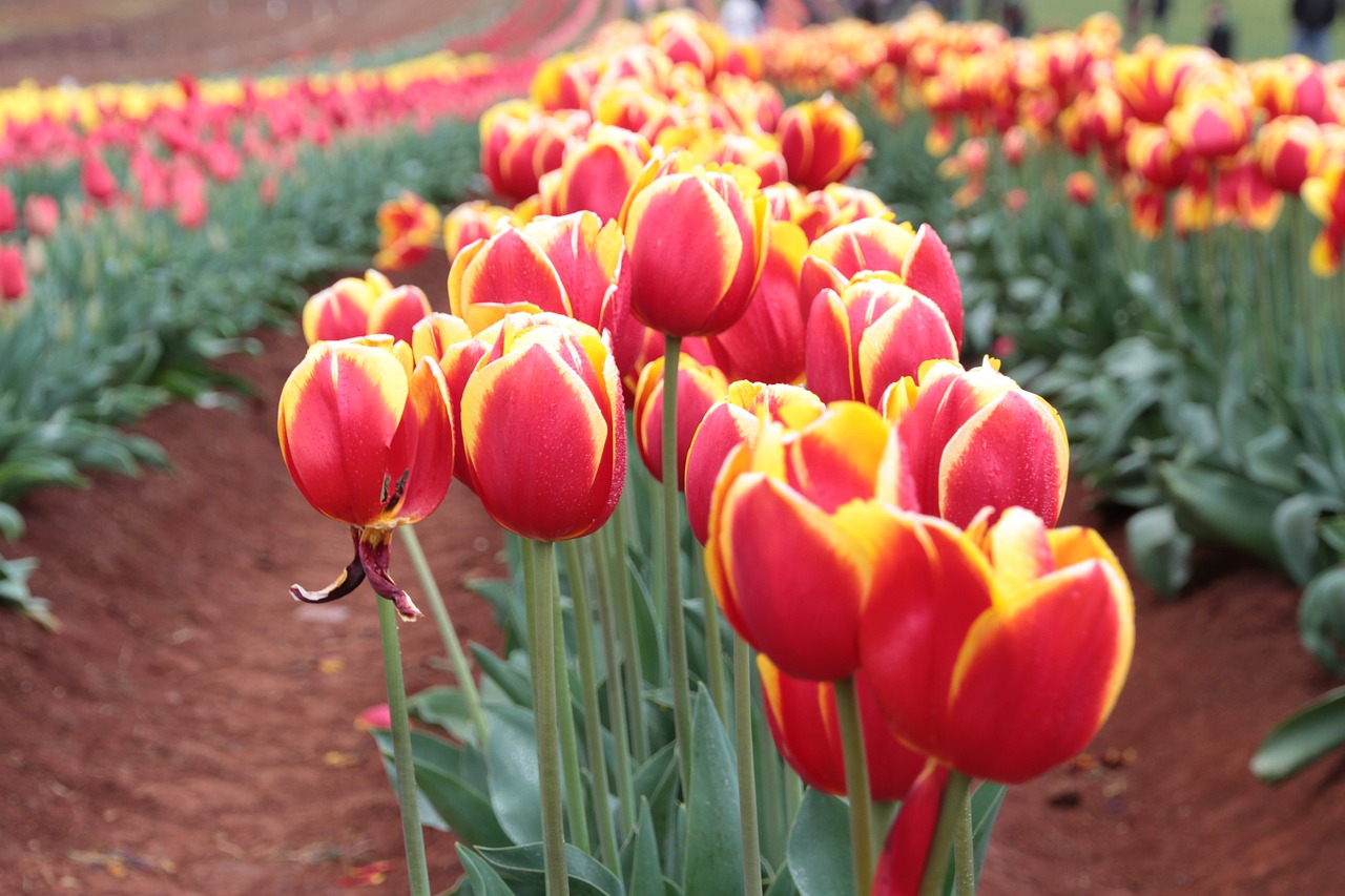 tulip  flower  bloom free photo