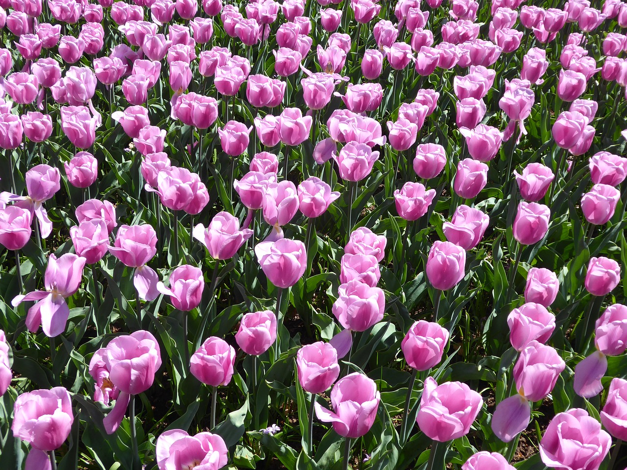 tulip  flower  pink free photo