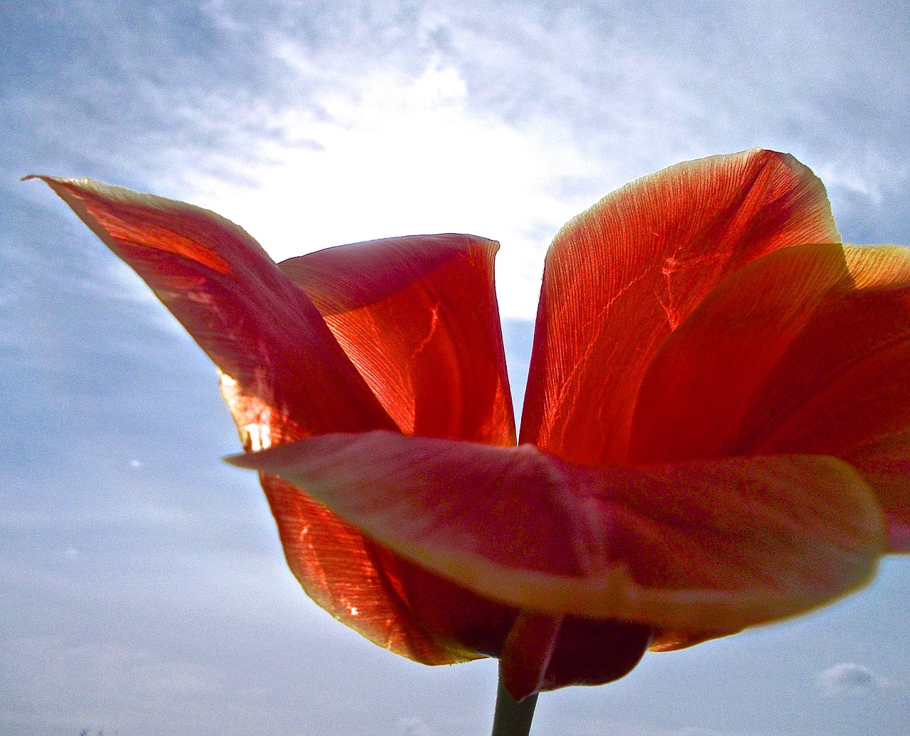 tulip red sky blue free photo
